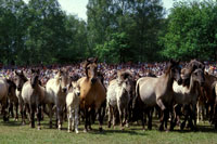 Herde in der Arena