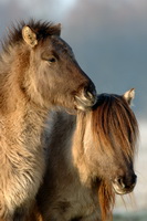 Dülmener Wildpferde-Ponys