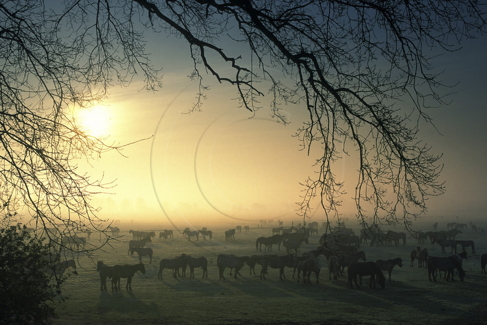 Morgennebel über der Wildbahn