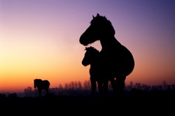 Pferde-Silhouetten im Morgenlicht